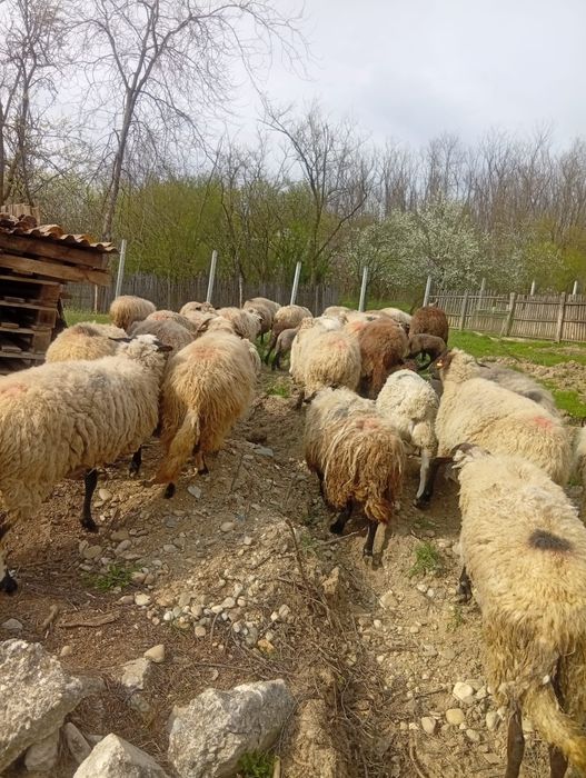 Vând oi tinere corcitura