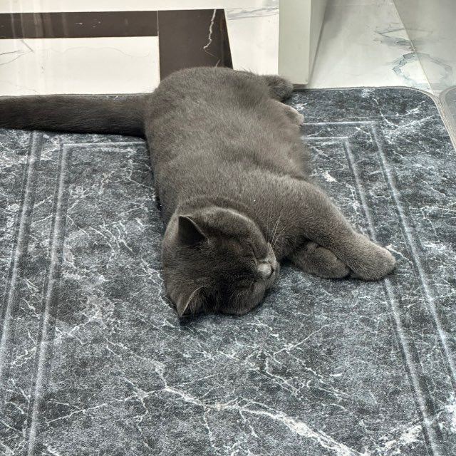 Британский вислоухий кот