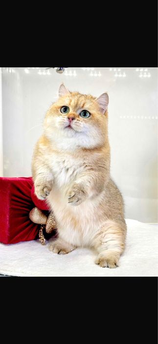 Вязка манчкин фото реальное