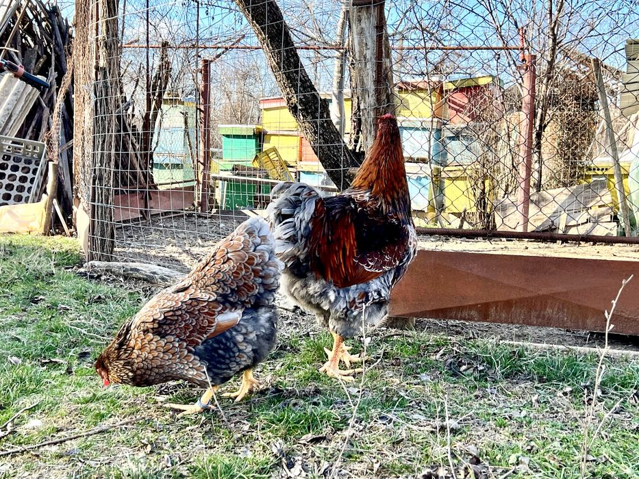 Oua Wiandotte Wyandotte albastru auriu rosu trimit prin curier campion