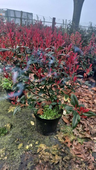Photinia Red Robin la ghiveci ideal pt gard viu