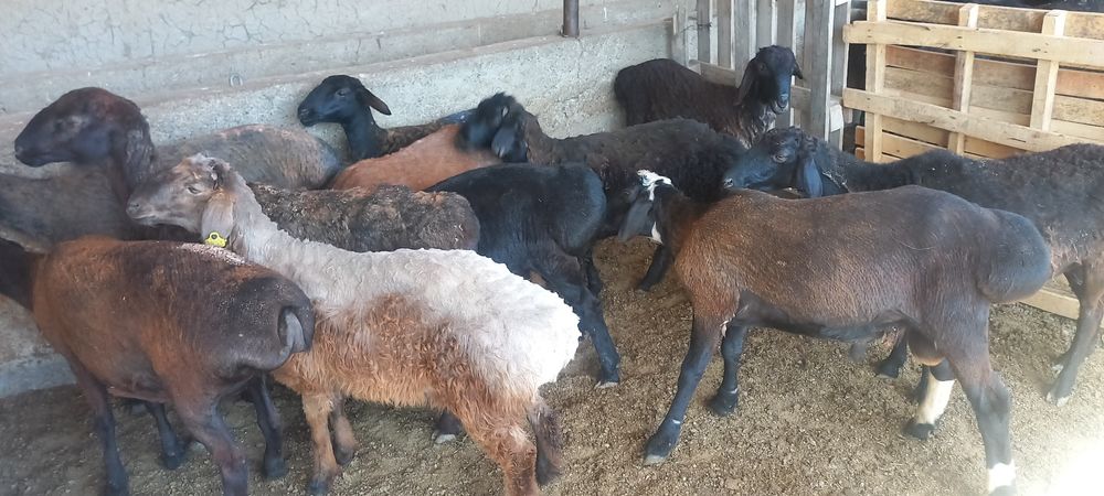 Қой, тоқты қошқарлар сатылады.