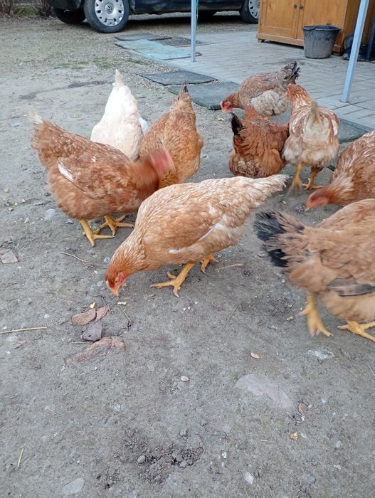 Vând puicuțe mixte