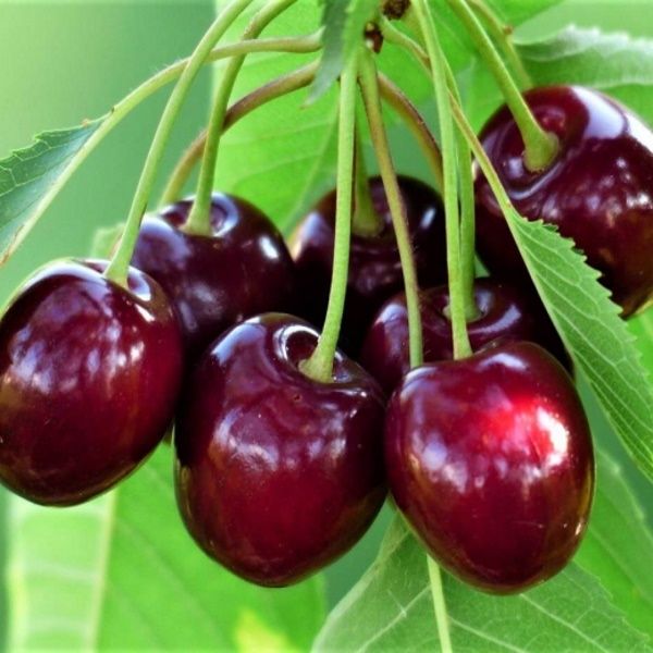Pomi Fructiferi Străvechi Glia Strămoșească (Soiuri De Cires )