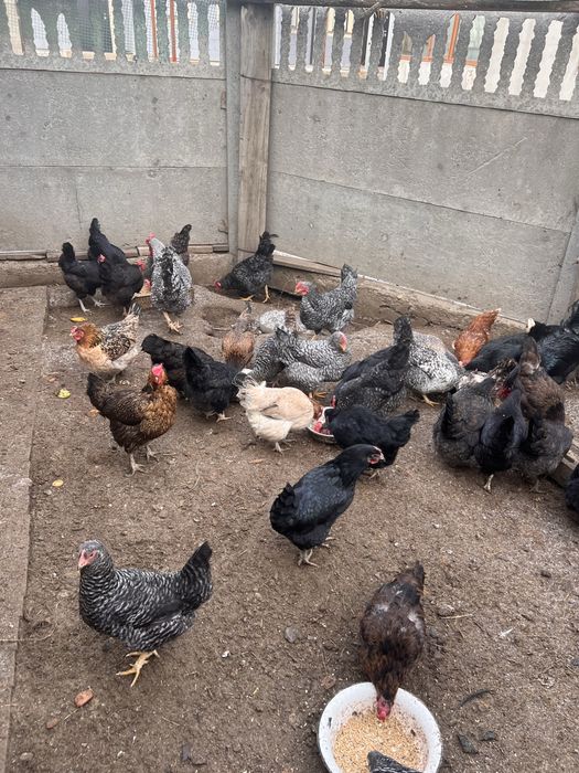 Продам домашних куриц несушек