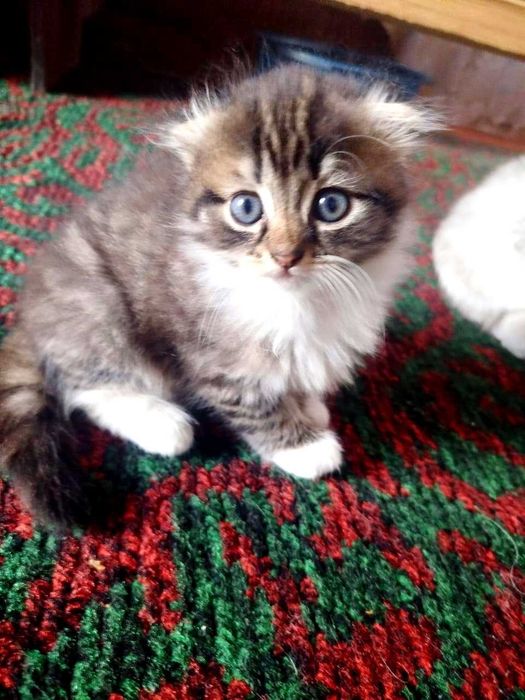 Шотландские вислоухие котята
