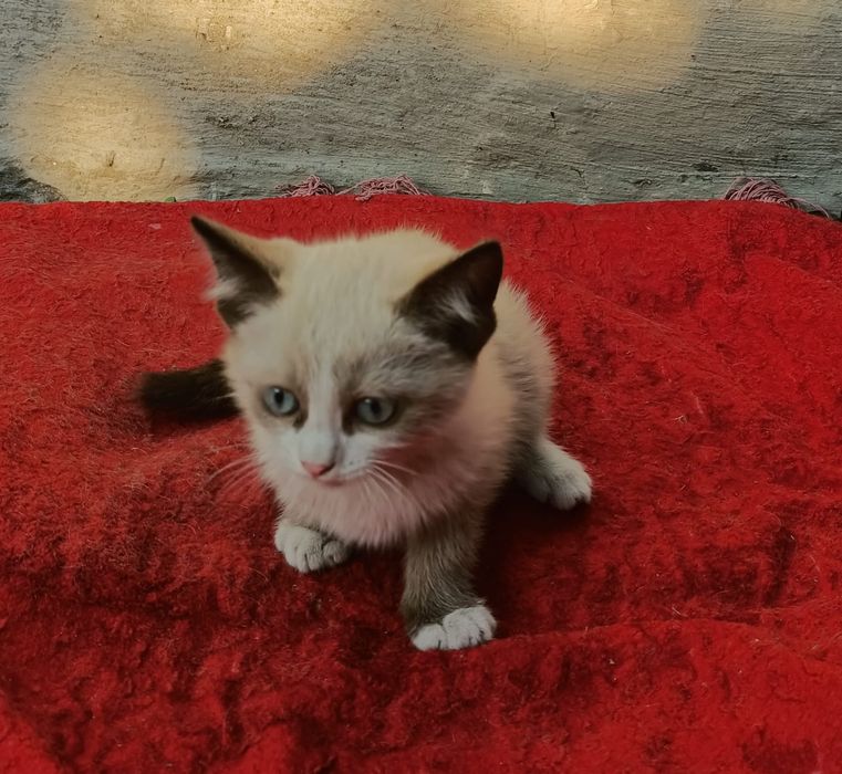 Отдам котят в хорошие руки