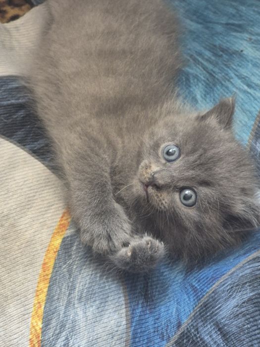 Отдам котёнка в добрые руки