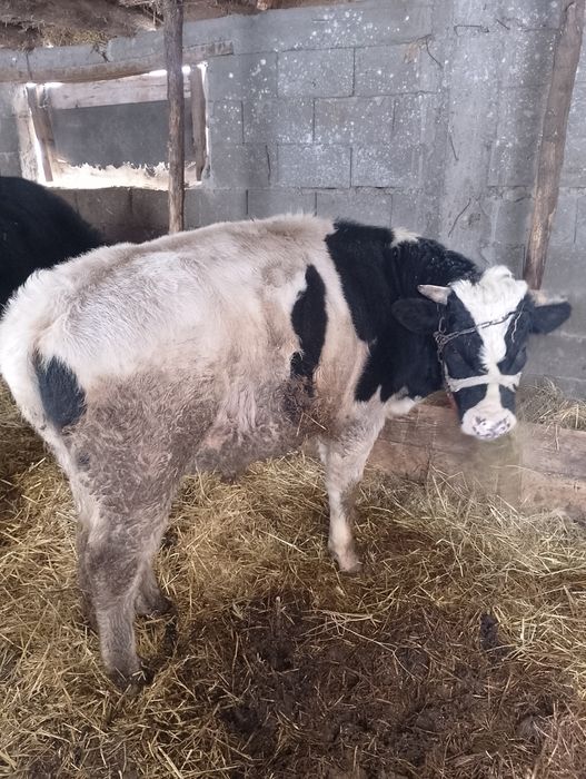 Taur de vânzare foarte cuminte