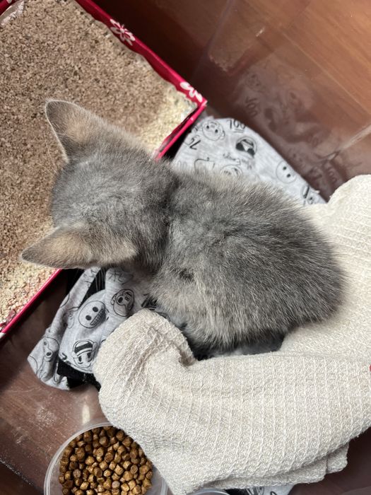 Pui de pisică spre adoptie