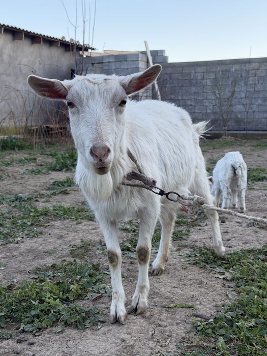 Ешкі , қозы сатылады Козы и козлёнык