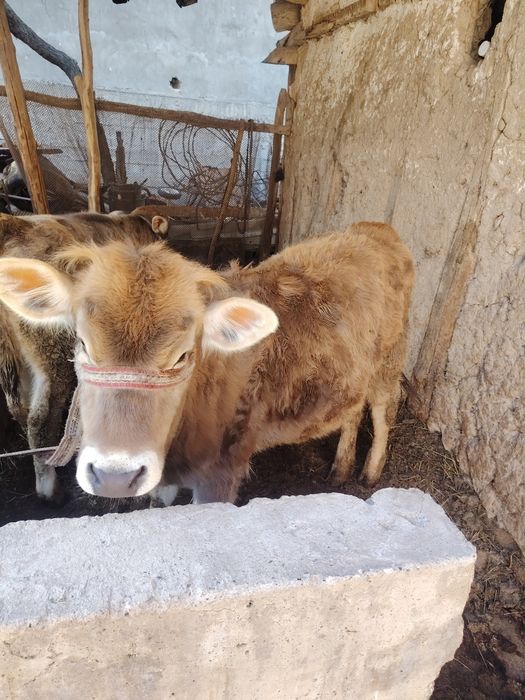 Она бола сигир, яна 3 ойлик бугоз