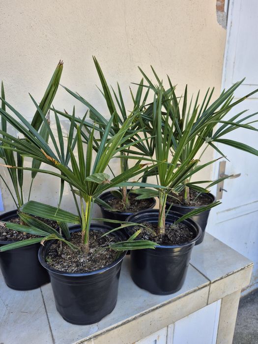 Продавам Студоустойчиви палми Трахикарпус.