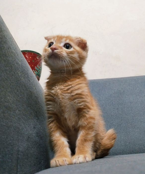 Шотландский вислоухий кот