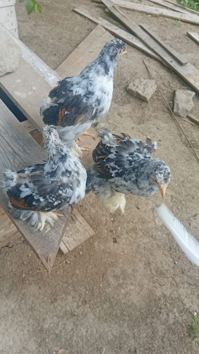 De vânzare puișori brahma porțelan