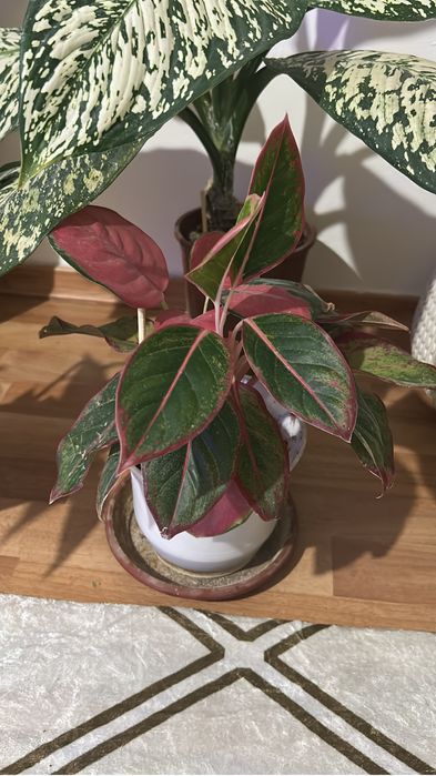 Гүлдердің бағасын білү үшін ватцапқа шығыңыздар.