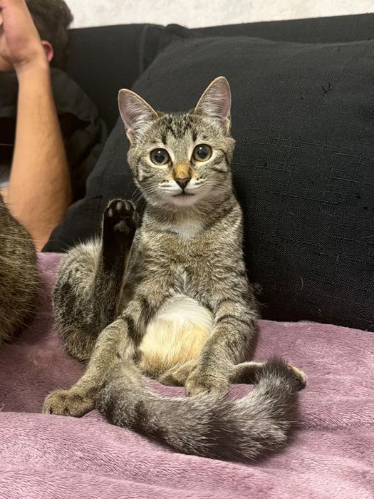 Котенок девочка