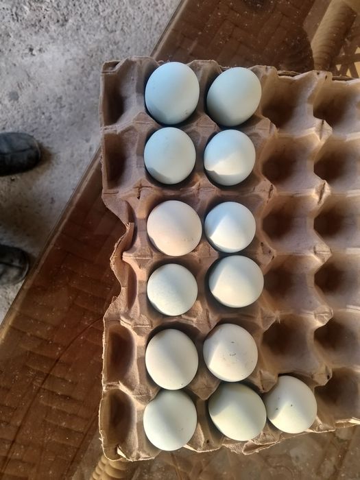 Uhayu tuhumlari ochirishga