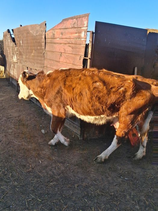 Продам КРС прдсосные коровы с  телятами