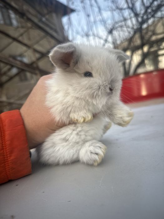 Кролики декоративные карликовые