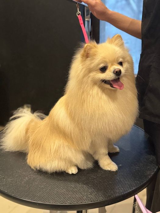 Продам шпица, мальчик