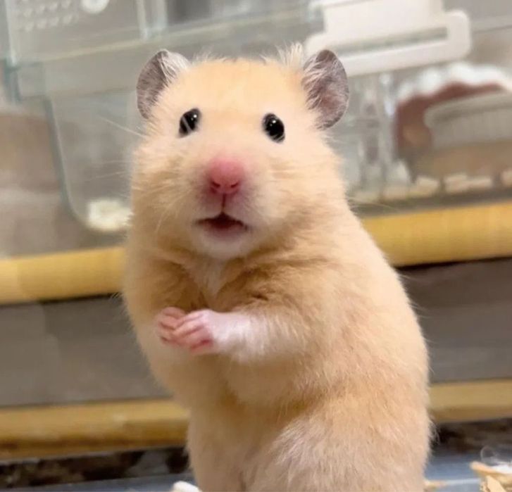 Сирийский хомяк с клеткой