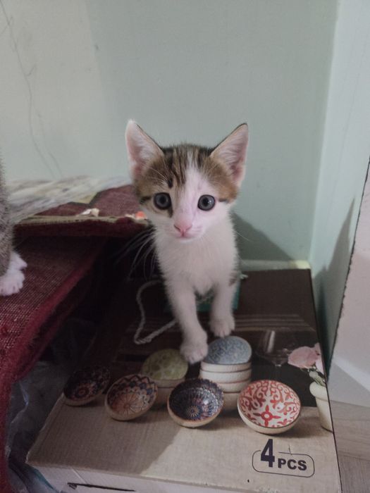 отдаем котят в добрые руки