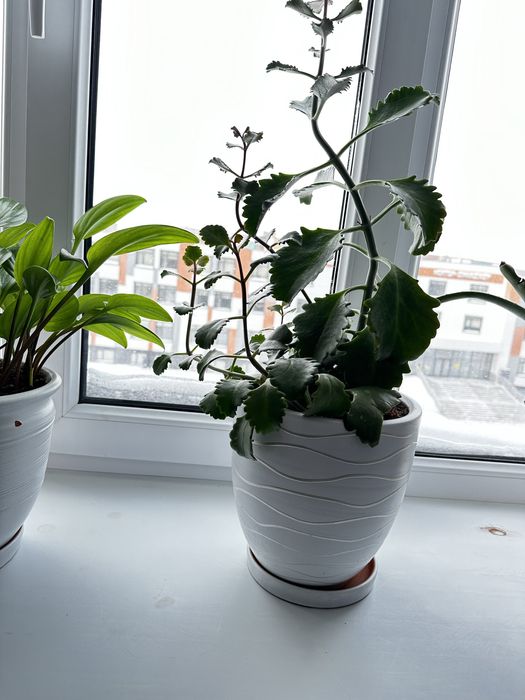 Цветы комнатные