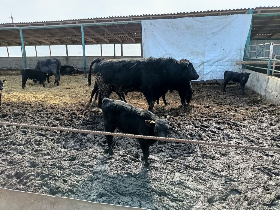 Продам быка на племя