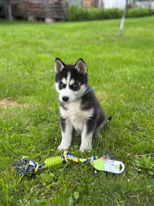 Vand catel rasa Husky Siberian