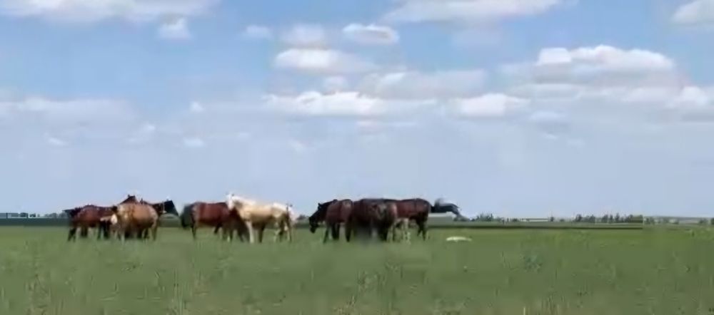 Бір үйір жылқы сатылады. Продам срочно табун лошадей.