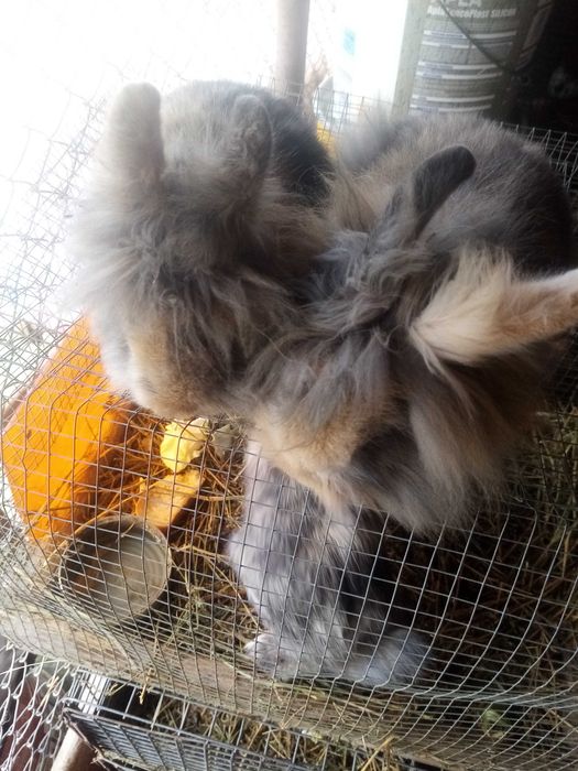 Vând iepuri rasele gat de leu și uriaș de transilvania