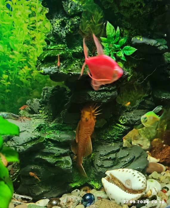 Продам сомиков Анциструса Super red.