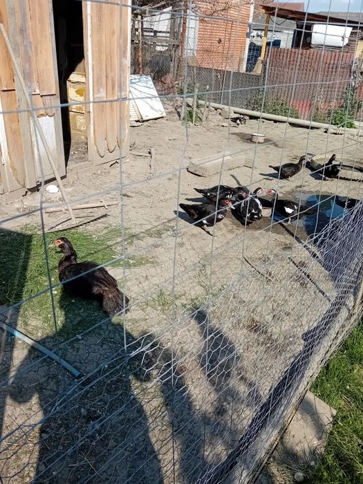 Rațe mute de vânzare