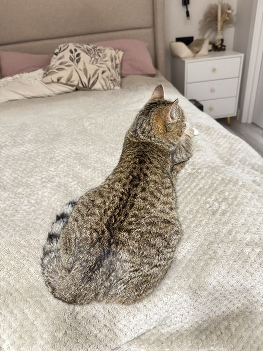 Молодая кошка ищет дом