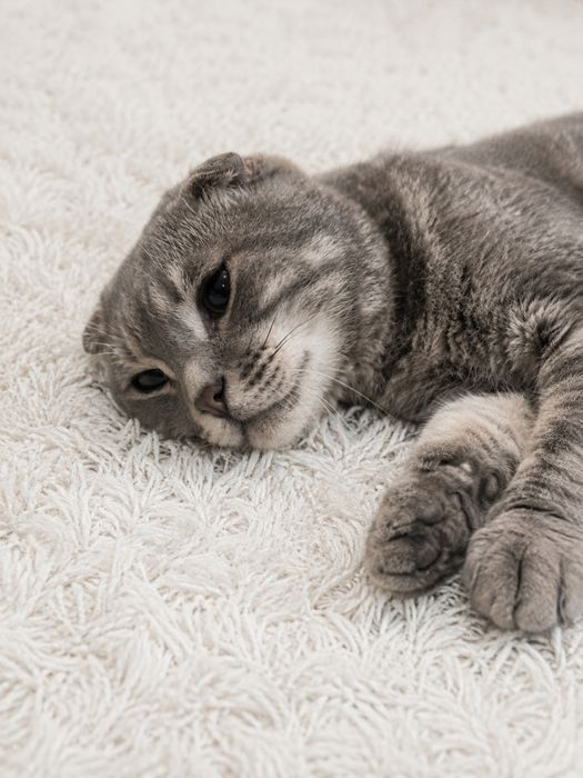 Шотландская вислоухая кошка