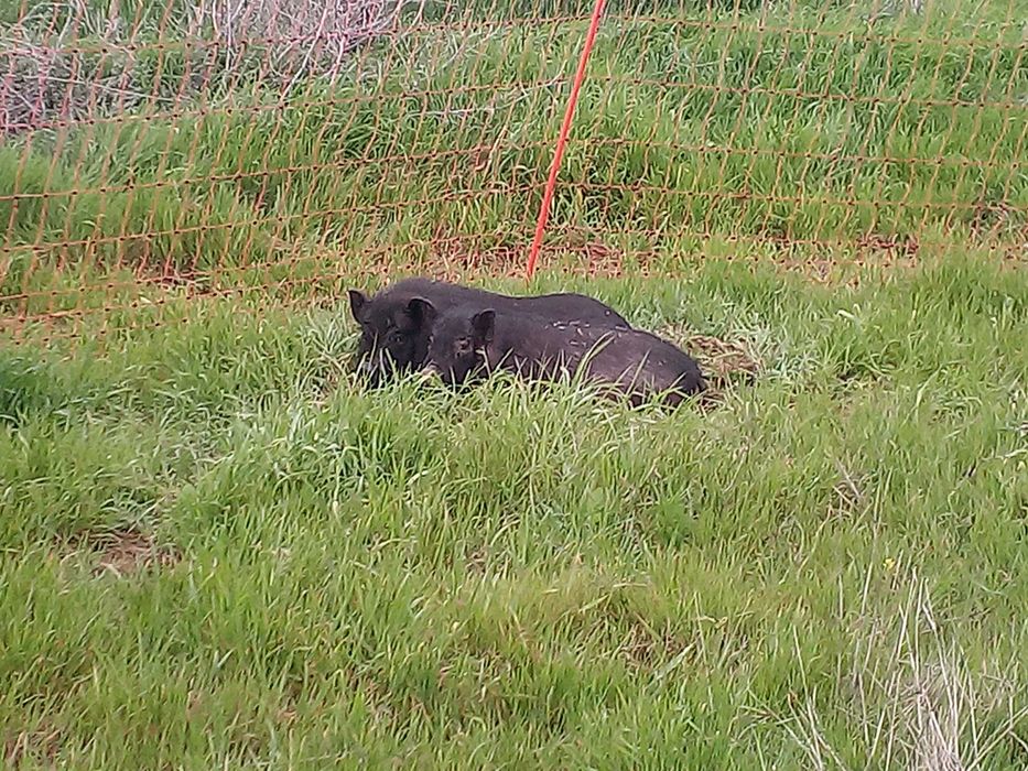 виетнамски прасета