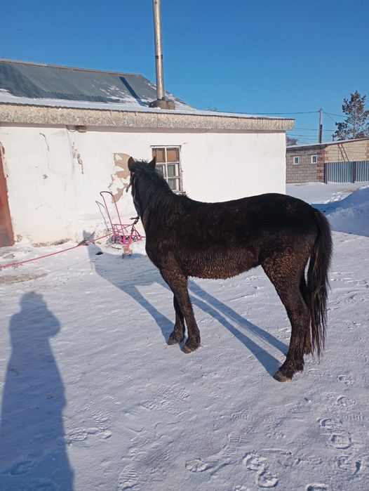 Продам жеребца обученный