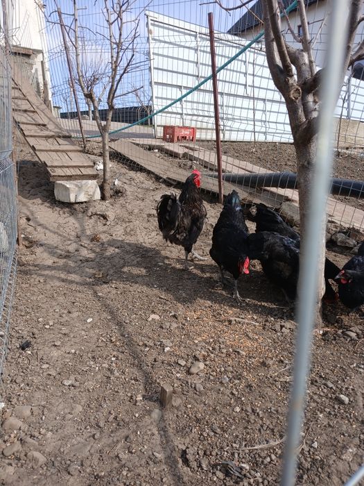 Disponibil pui de rasă, Araucana  și Ameaucana ,și ouă .