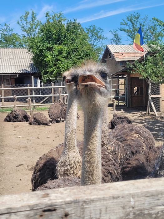 Ferma  de struti oltenia