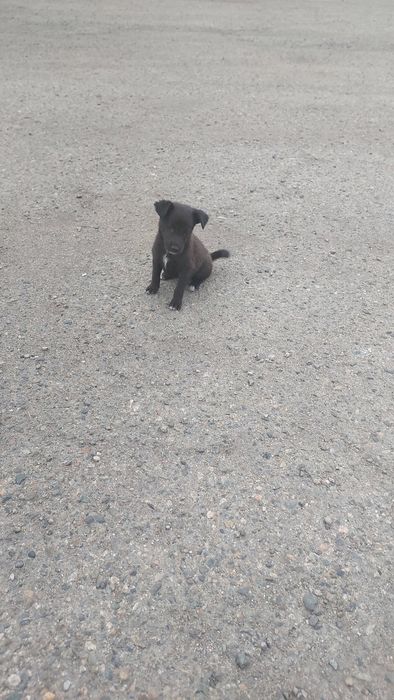 Щеночки звоночки