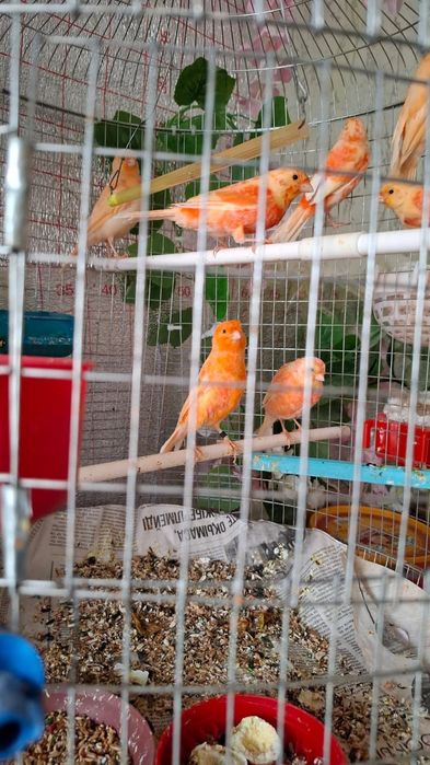 Канорейка красный