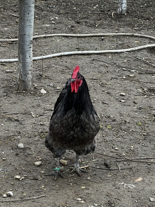 Cocos australorp albastru