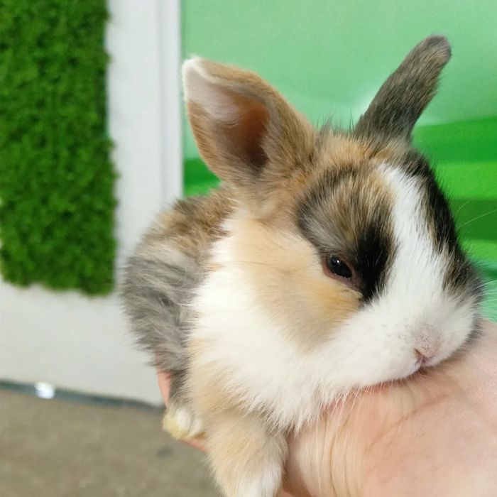Карликовые кролики