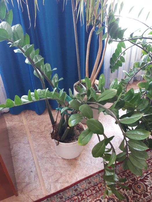 Замиокулькас продам