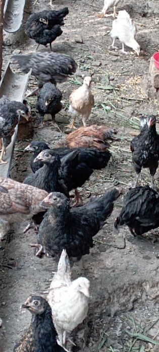 Продаются цыплята разной породы