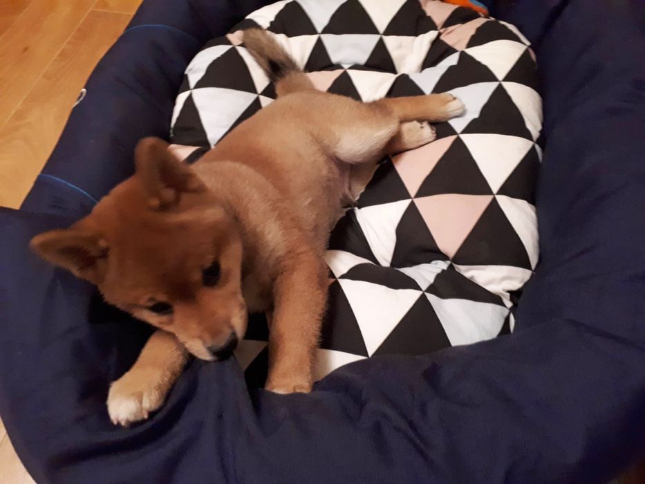 Мальчик сиба ину