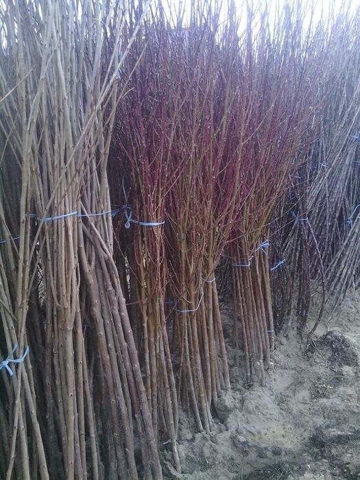 Pomi altoiti certificati