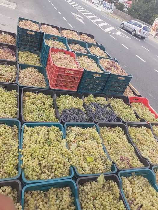 Vand struguri de vin