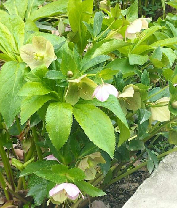 Марозка гулари срочна